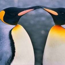 Пингвины и пингвинята