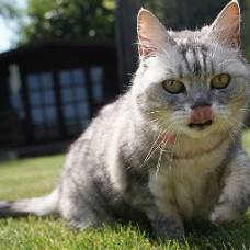 В великобритании нашли самую громкую кошку в мире