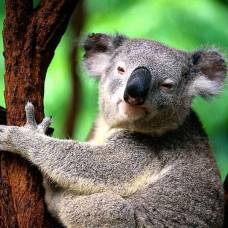 Отпечатки пальцев у коал практически идентичны человеческим