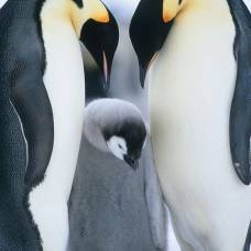 Охотясь под водой, пингвины переключаются на бескислородное дыхание