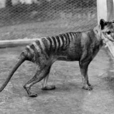 Тасманийский тигр охотился как кошка