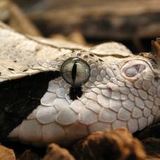 Габонская гадюка - одна из самых ядовитых змей в мире