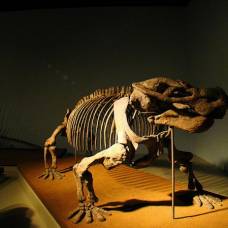 Древних рептилий и млекопитающих разделила мочевыделительная система