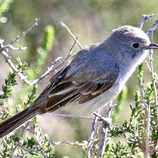 Близкородственные виды птиц по-разному реагируют на шумовое загрязнение