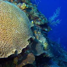 Водоросли-Симбионты кораллов, погибая, тащат за собой своих хозяев