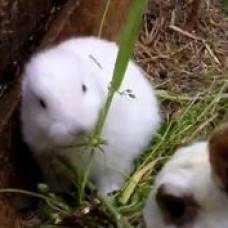 Возле японской аэс фукусима-1 родился белый крольчонок без ушей