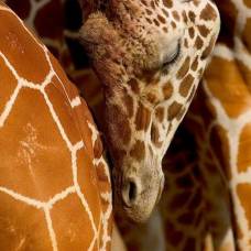 Жираф - удивительное ''изобретение'' природы