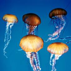 Жадность медуз поистине исключительна