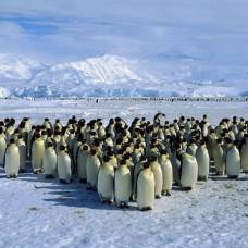 Как пингвинам удается сохранять тепло