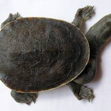 Змеиношеие, или змеиношейные черепахи (лат. chelidae)