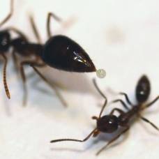 Химические войны муравьёв: как калифорнийский муравей борется с аргентинским захватчиком