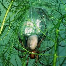 Как паук-водолаз дышит под водой