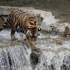 Амурский тигр устроил водный аттракцион в парке дикой природы