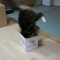Кот мару и новая коробка