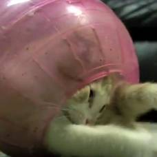 Котенок и шар для хомячка