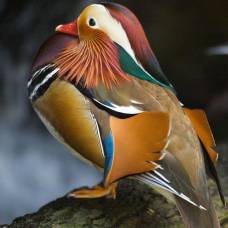 Птицы видят больше цветов, чем есть в их оперении