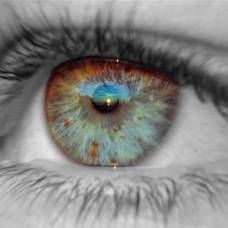 Биологи предсказали магнитное зрение у людей