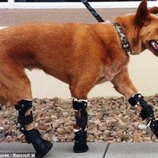 Накио (naki'o) первый в мире пес с бионическими протезами всех четырех лап