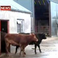 В ирландии живет необычайно умная корова