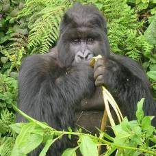 Горные гориллы пользуются особой диетой, чтобы не ожиреть