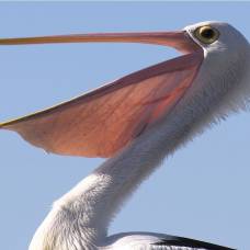 Австралийский очковый пеликан (лат. pelecanus conspicillatus)