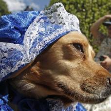 Самые стильные собаки одетые под дворян викторианской эпохи