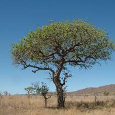 Удивительное дерево марула (лат. sclerocarya birrea)