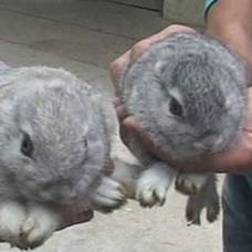 В китае крольчиха родила безухих кроликов