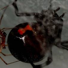 Самцы пауков узнают ''безопасную'' самку по запаху её паутины