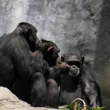 Шимпанзе распознают искажённую и зашумлённую речь
