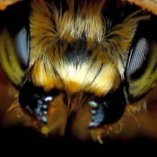 Cверхстойкая порода пчел спасет мир от голода