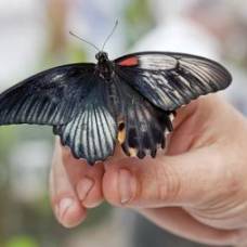 В лондонском музее естествознания родилась редкая бабочка