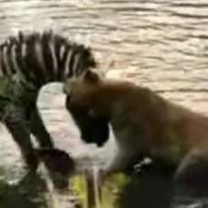 Молодая зебра против африканской львицы