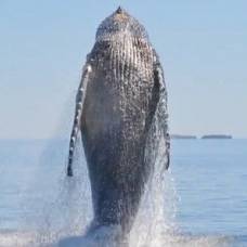 Из рыболовных сетей освободили горбатого кита