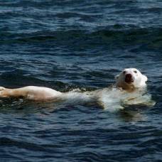 Белая медведица проплыла по морю 687 км