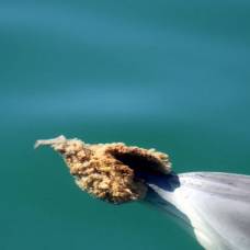 Почему дельфины надевают себе на нос морскую губку?
