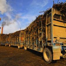 В бразилии построят крупнейший в мире завод по производству пластика из сахарного тростника