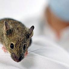 Нормальные дозы сахара убивают мышь