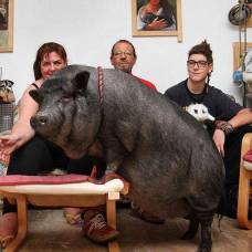 Домашняя  любимица 70-килограммовая черная свинка по кличке чесира
