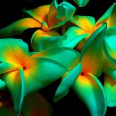 Потрясающие тропические цветы со всего света
