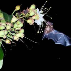 Тропические растения используют эхолокацию летучих мышей