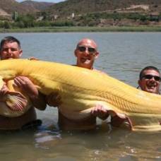 В испании поймали самого большого сома-альбиноса