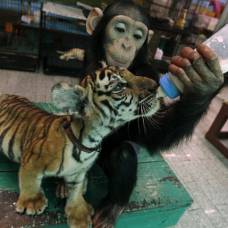 Шимпанзе проявила материнскую заботу о тигренке