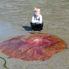 Гигантская медуза номура у берегов сша