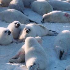 В россии запрещена охота на детенышей гренландских тюленей