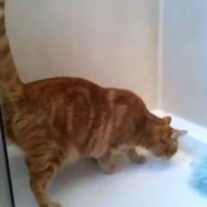 Рыжий кот по кличке моджо обожает принимать душ