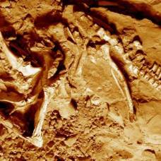 Впервые рядом с останками протоцератопса обнаружен его след