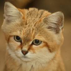 Песчаный кот, или барханная кошка (лат. felis margarita)