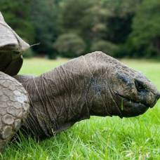 178-Летняя черепаха по кличке джонатан - самая старая в мире