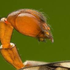 Скорпионница обыкновенная (лат. panorpa communis)